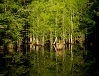 Color Images